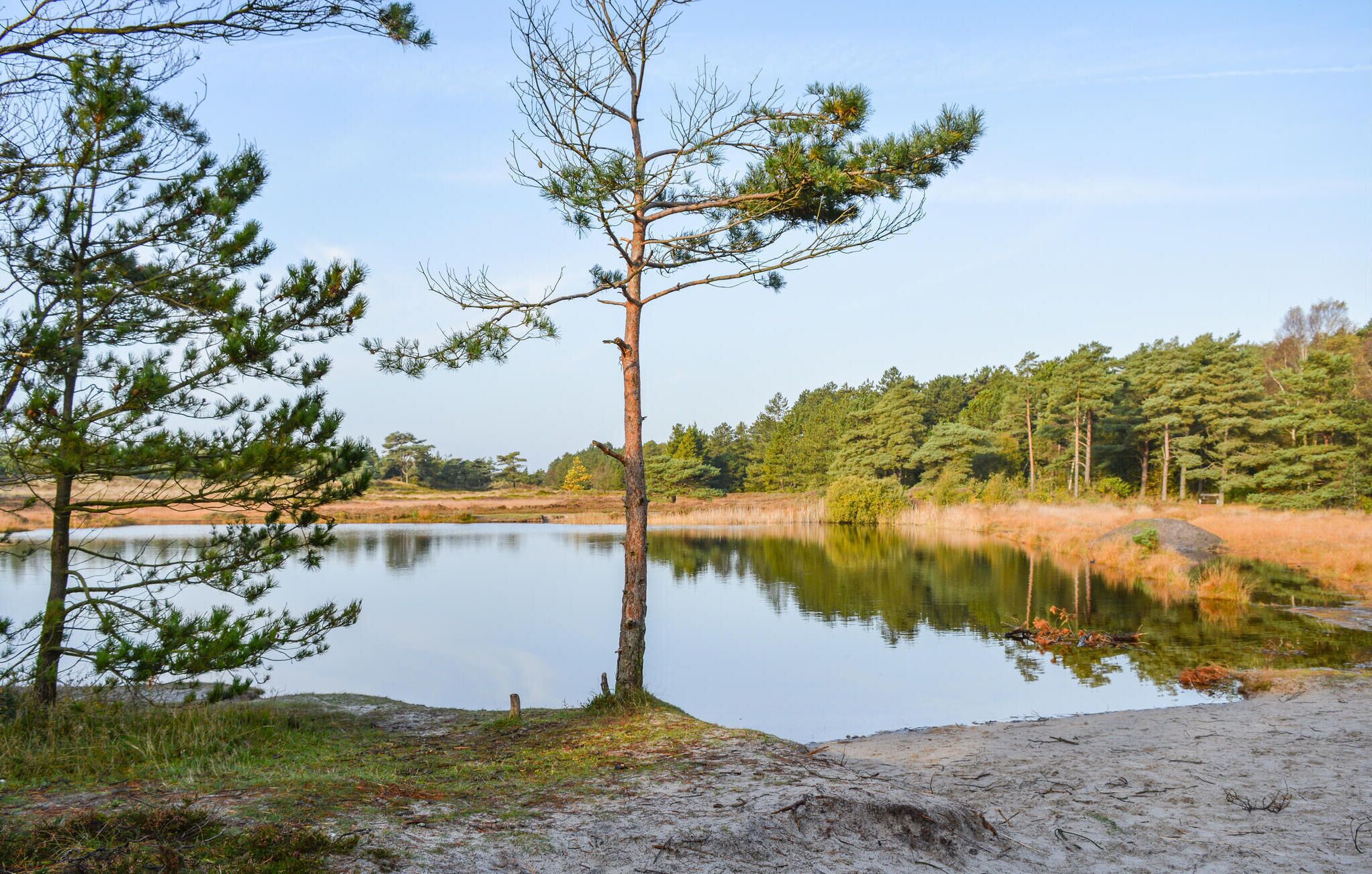 En fredfyldt søscene med kig til en sandstrand, et roligt søspejl der afspejler træerne, og en skov i baggrunden.