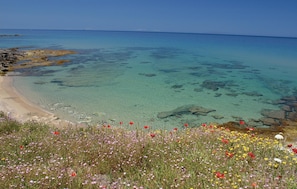 A coastal landscape with clear turquoise waters, a sandy beach, and a field of wildflowers. - Lovely apartment in Badesi OT with swimming pool (Badesi OT)