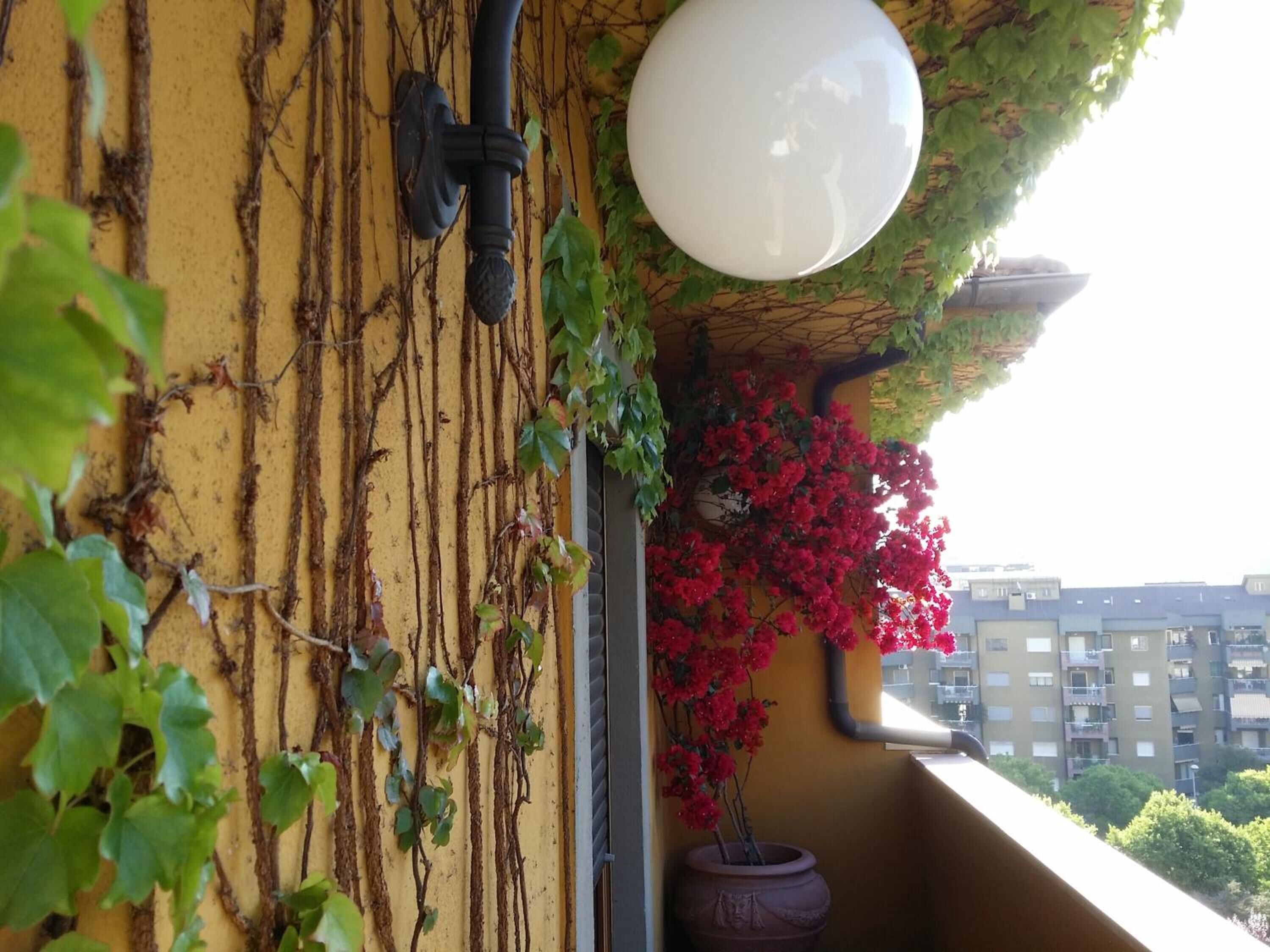A yellow wall with vines and a red flowering plant.