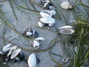 Unclassified image, 5 of 20, button - Apartment in the Fischerhaus Hiddensee 33 sqm - Apartment in the Fischerhaus 33 sqm (Insel Hiddensee)