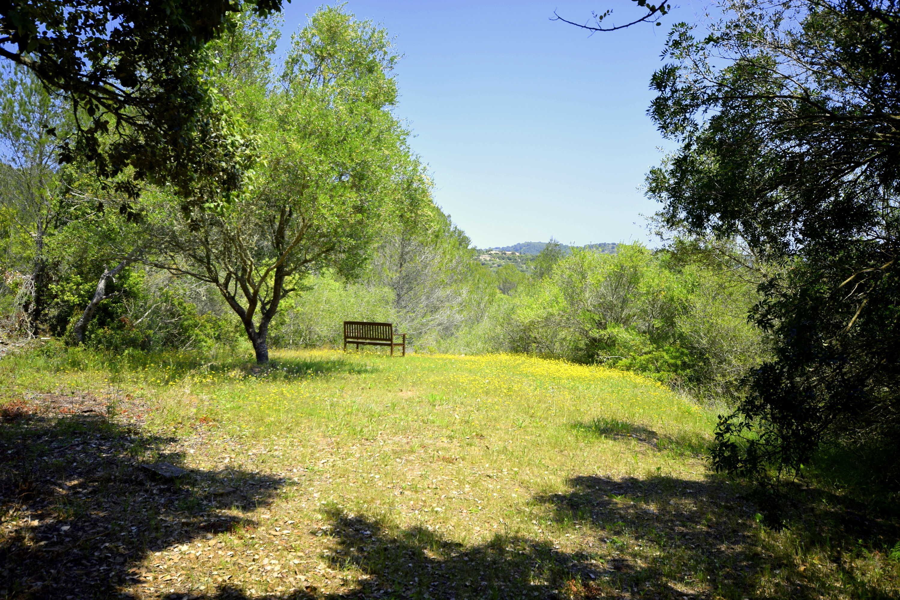 A bench in a wooded area with a clear sky.