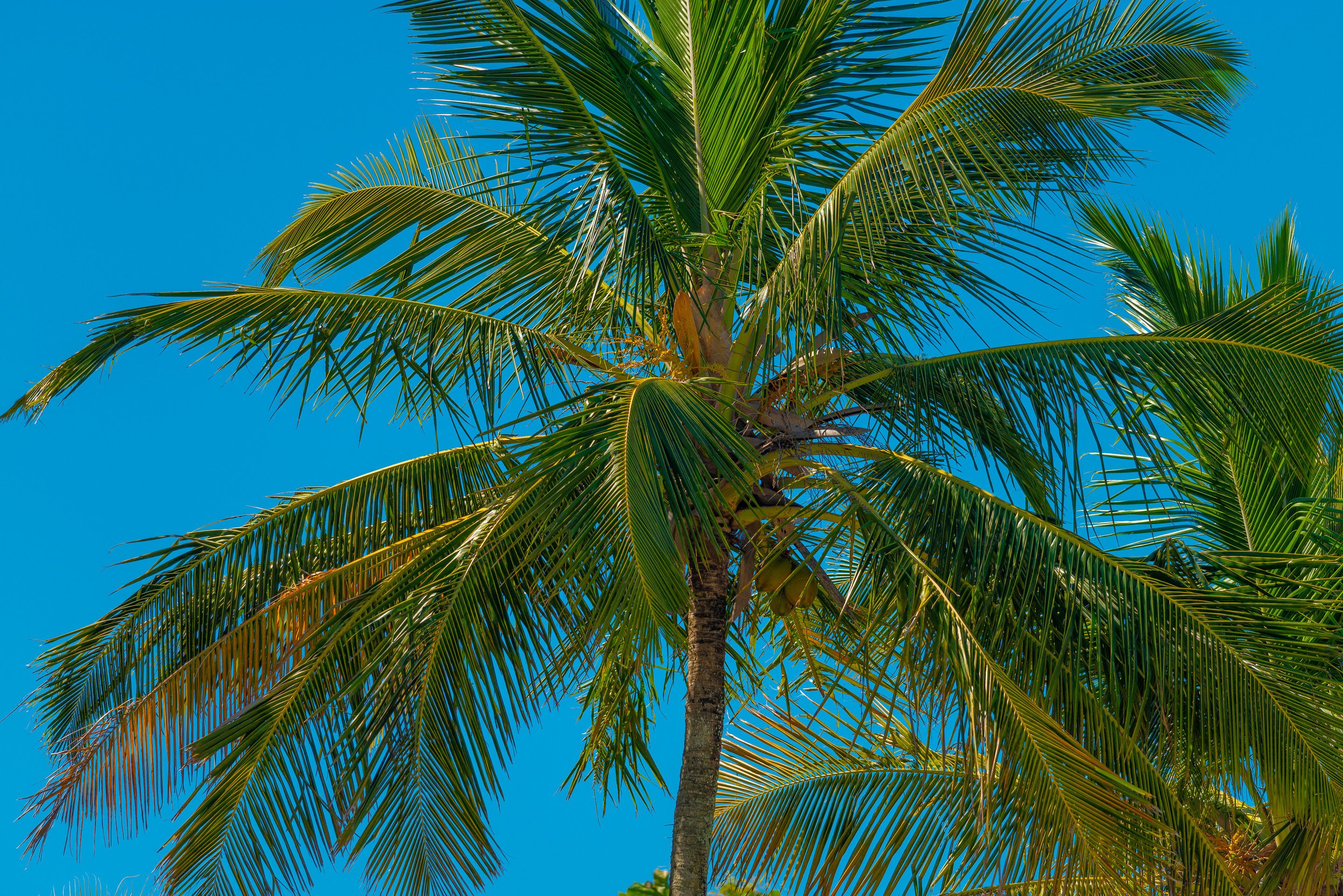 A tall palm tree with a clear blue sky in the background.
