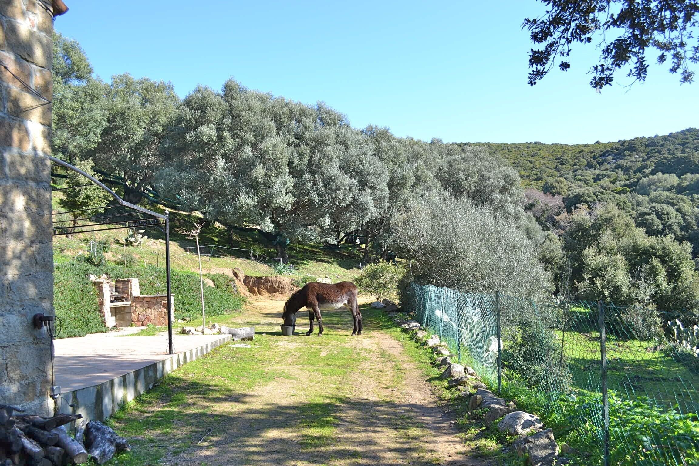A horse grazing in a fenced area with a stone wall and a path.