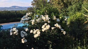 A pool surrounded by lush greenery and white flowers.