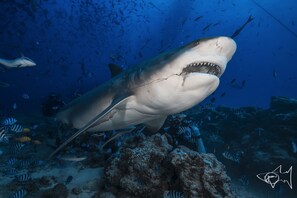 Image sans description, 4 de 23, bouton