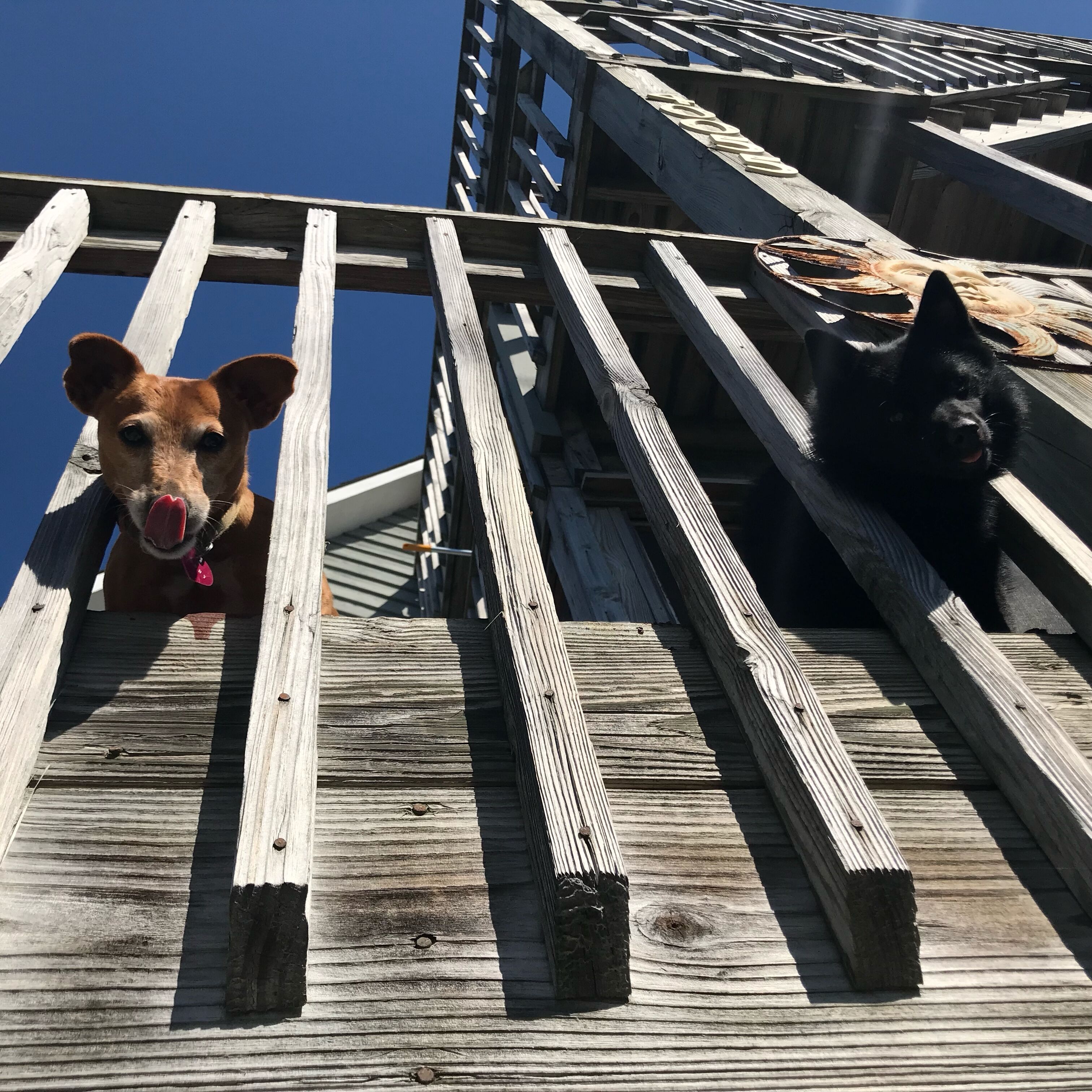 Una terraza de madera con un perro y un gato.