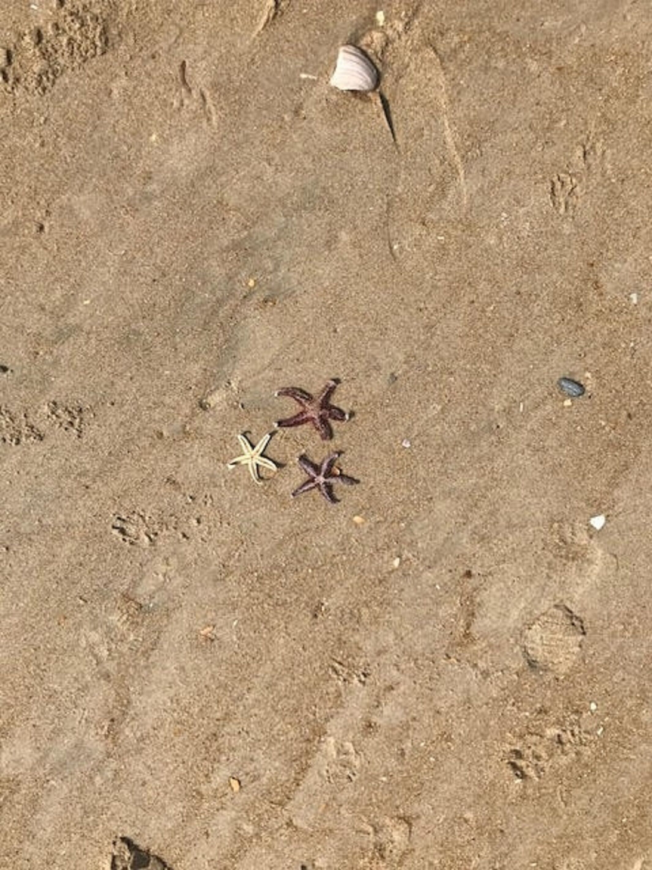 A sandy beach with starfish and a shell.