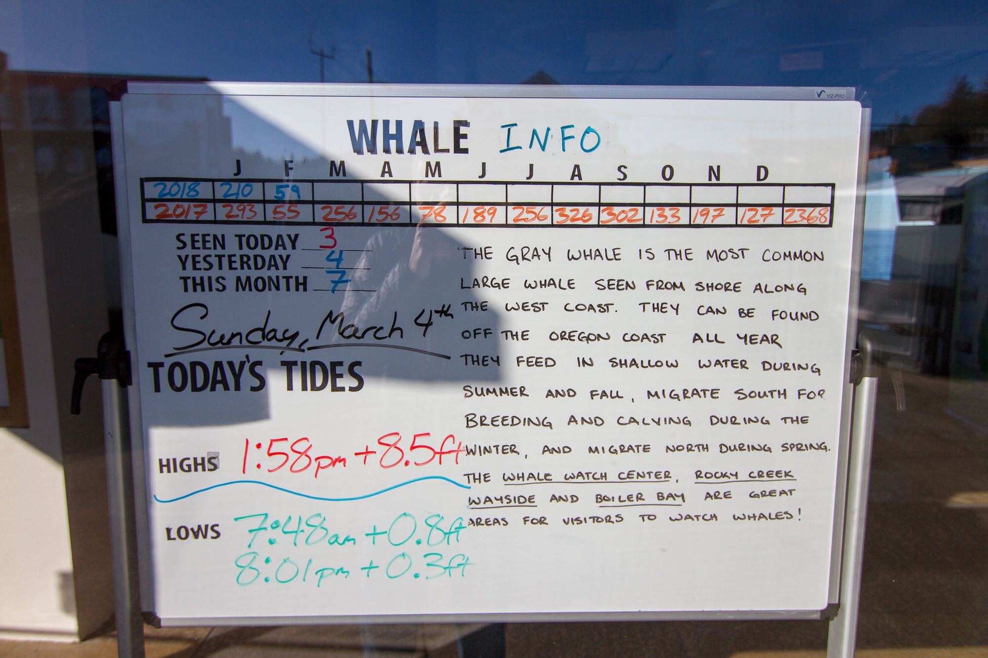A whiteboard with whale information, including sightings and tide times.