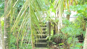 A lush, green outdoor area with a stone staircase leading down to a water feature surrounded by dense foliage. - Osanda Guest (Bentota)
