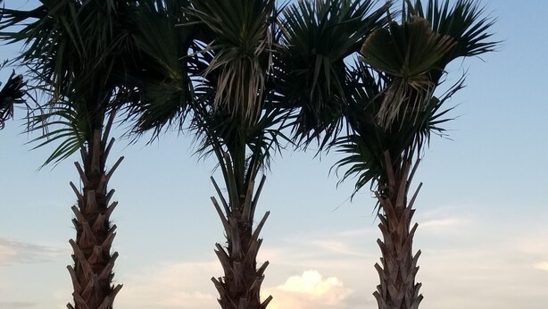 A beach with three palm trees and a wooden fence. - Salty Kisses OCEANFRONT Daytona Beach studio condo (Daytona Beach)