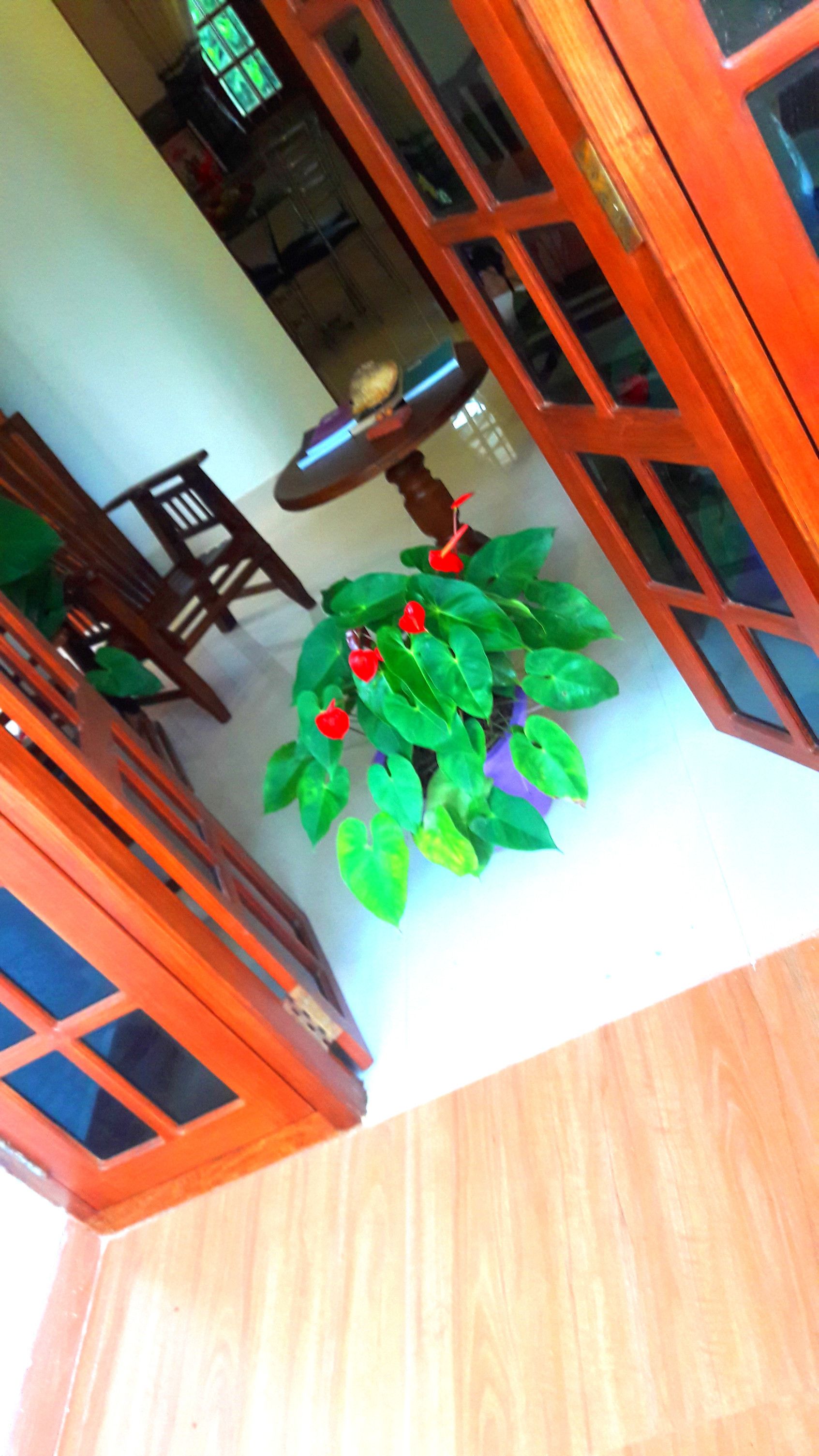 A dining area with wooden furniture and a potted plant with red flowers.
