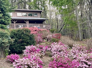A cabin with a deck, surrounded by dense forest and flowering shrubs. - Hot tub, Game room, Rustic elegance, Fresh eggs, Private, 10 miles to AVL. (Fairview)