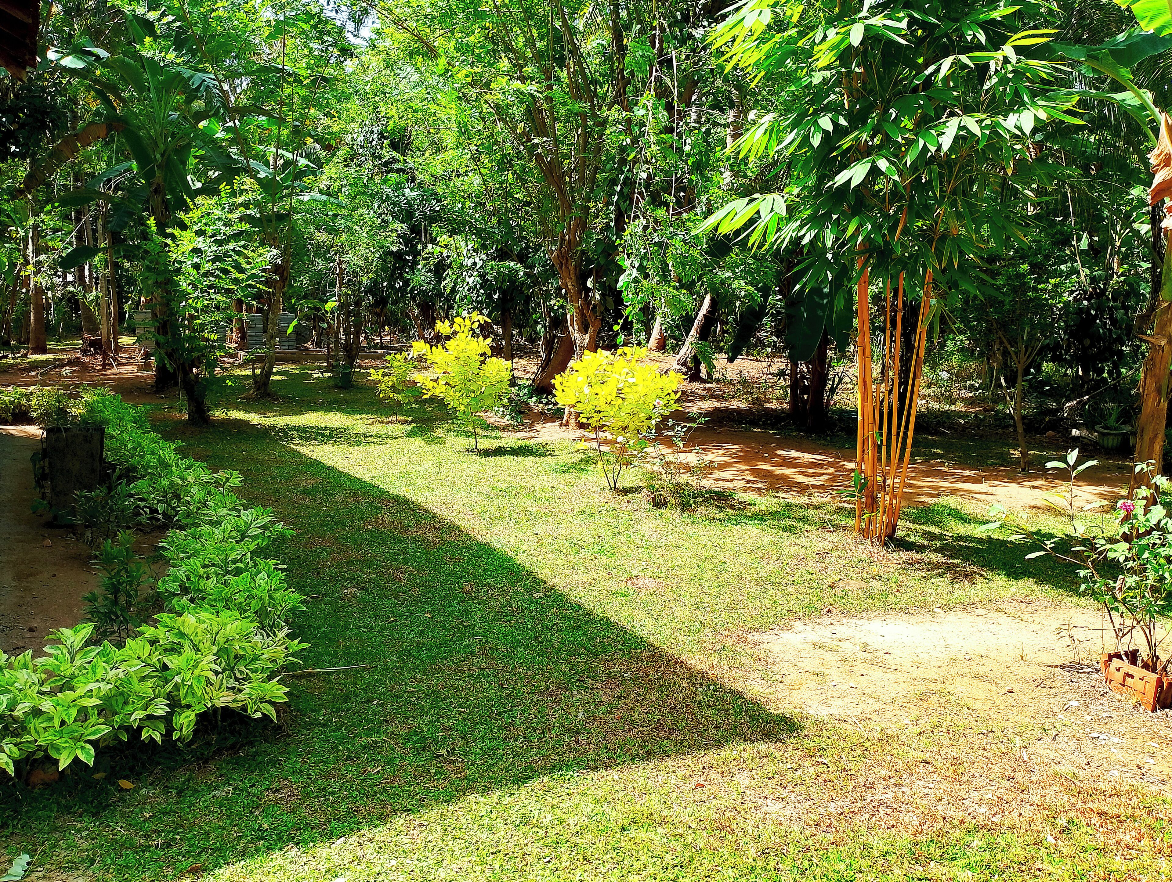 Um jardim exuberante com diversas árvores e arbustos, um pequeno lago e um caminho de terra.