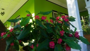 En grön byggnad med en vit pelare och en krukväxt med rosa blommor i förgrunden.