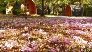 A serene outdoor area with wooden structures, possibly cabins, surrounded by a field of purple flowers.
