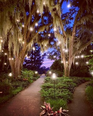 A pathway flanked by large trees with hanging lights, leading to a distant view.