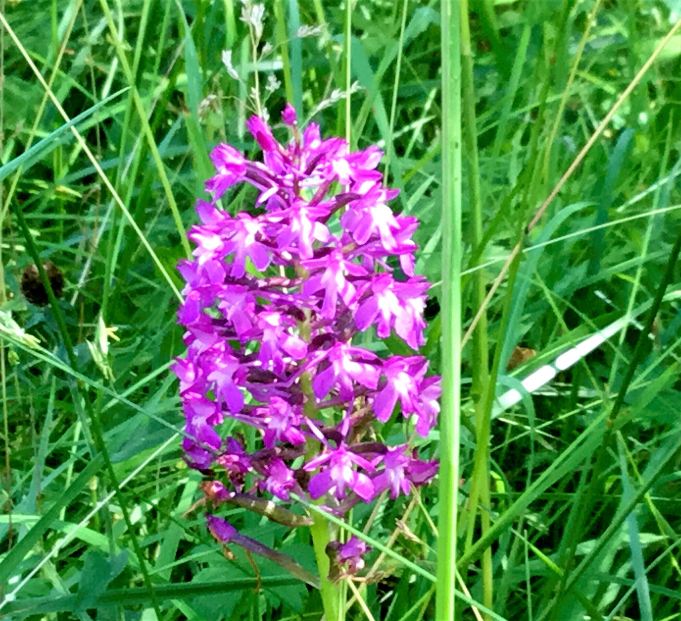 A purple flower in a grassy field.