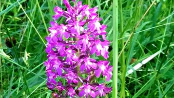 A purple flower in a grassy field.