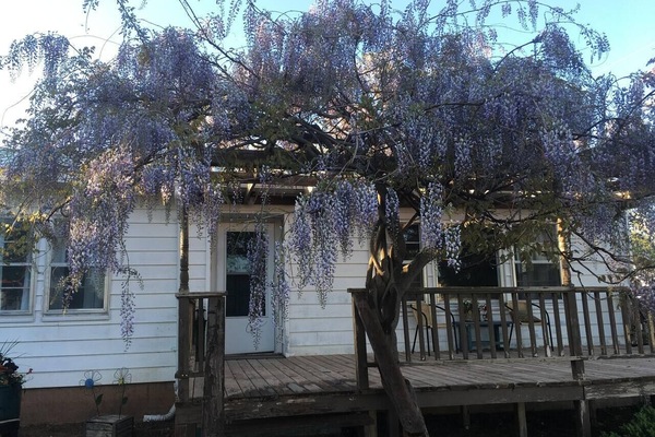 Wisteria Vine in Full Bloom