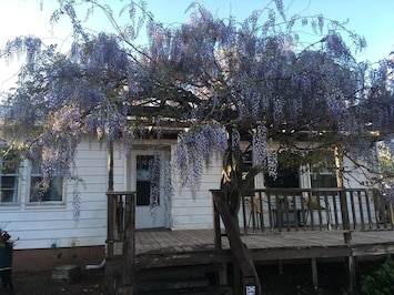 Wisteria Vine in Full Bloom