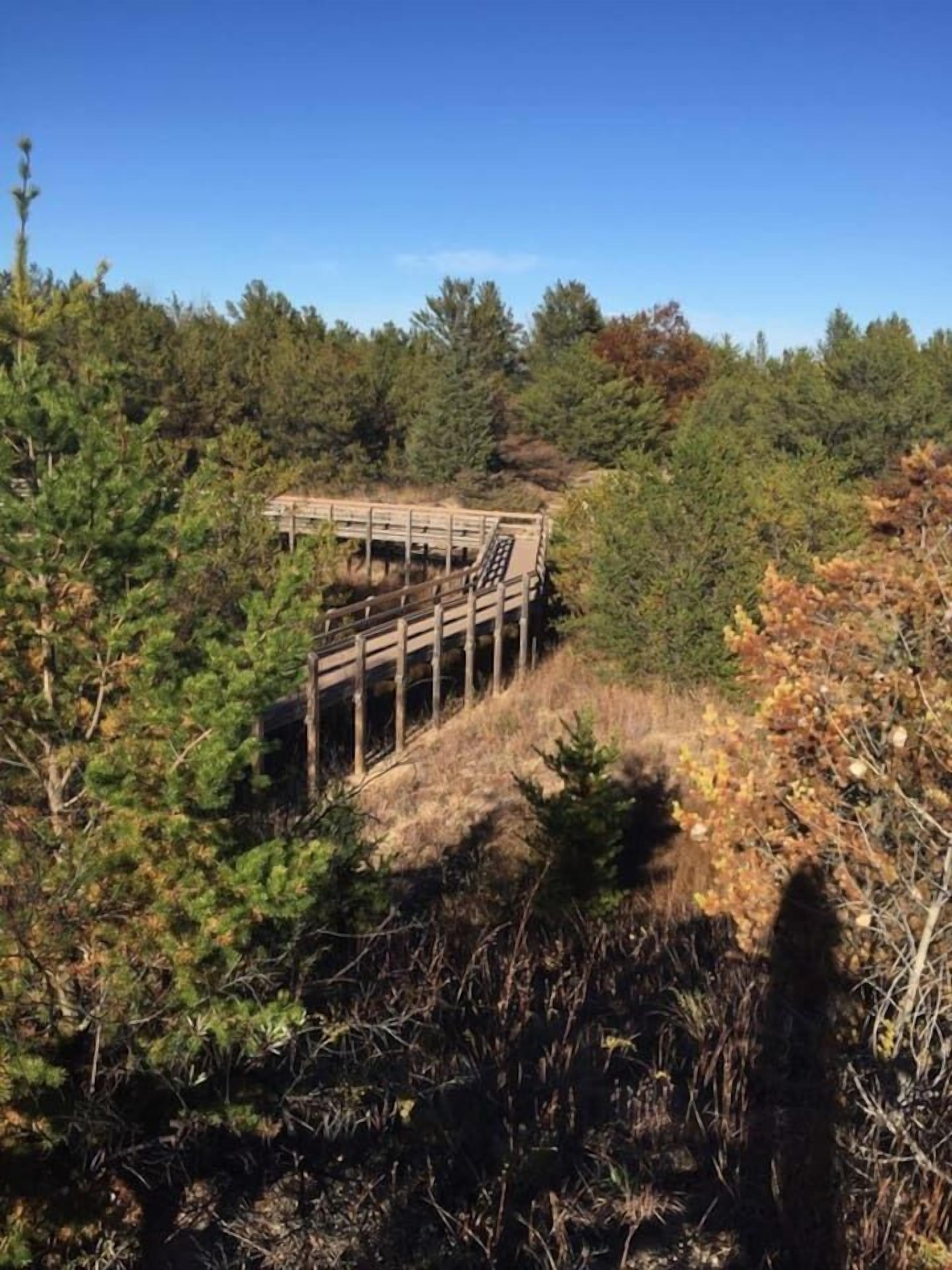 A wooden observation deck surrounded by dense forest.