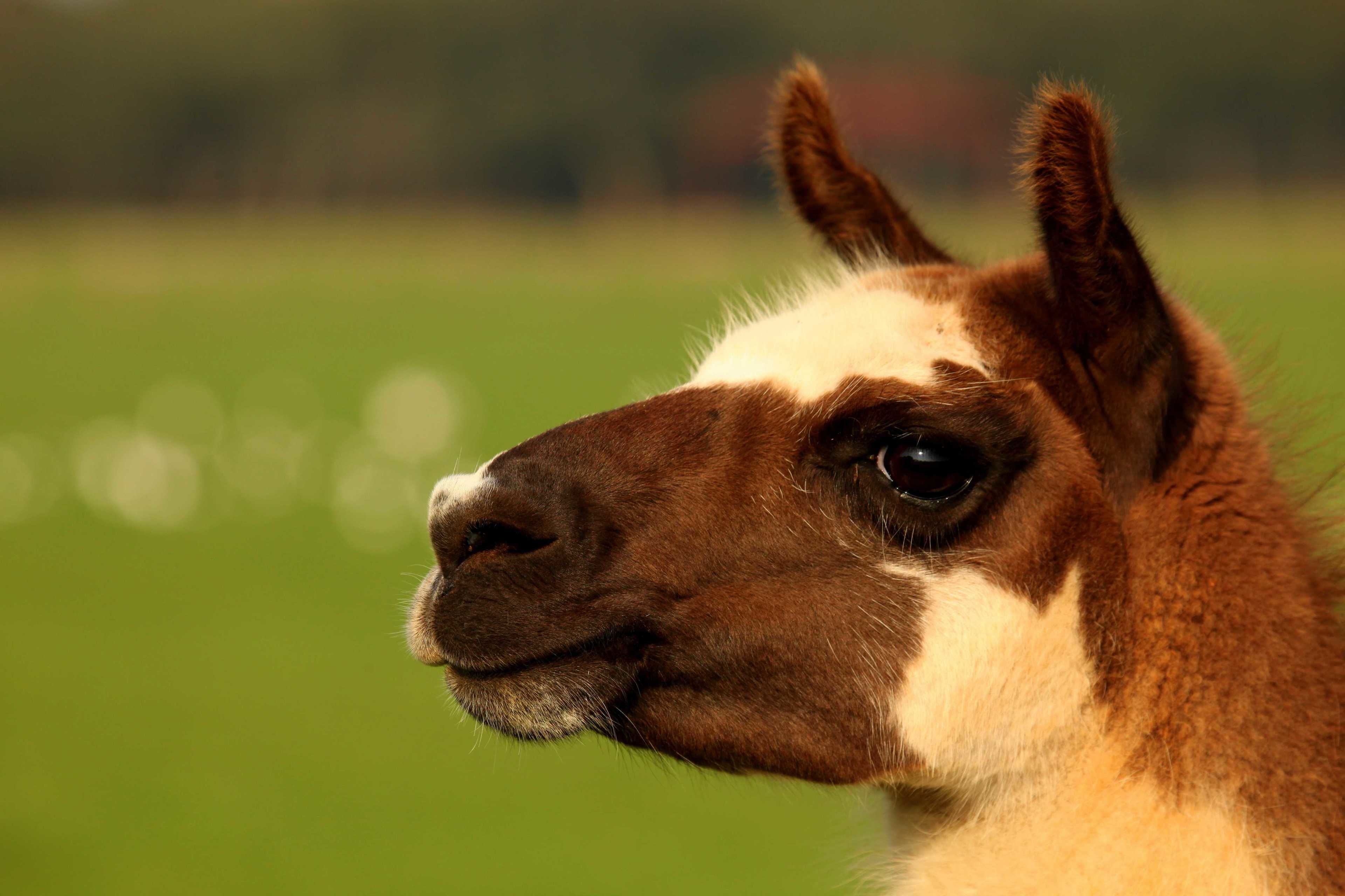 A close-up of a llama's face with a blurred green background.