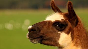 A close-up of a llama's face with a blurred green background.
