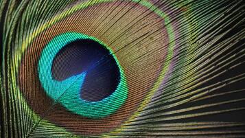 A close-up of a peacock feather with a prominent eye pattern.