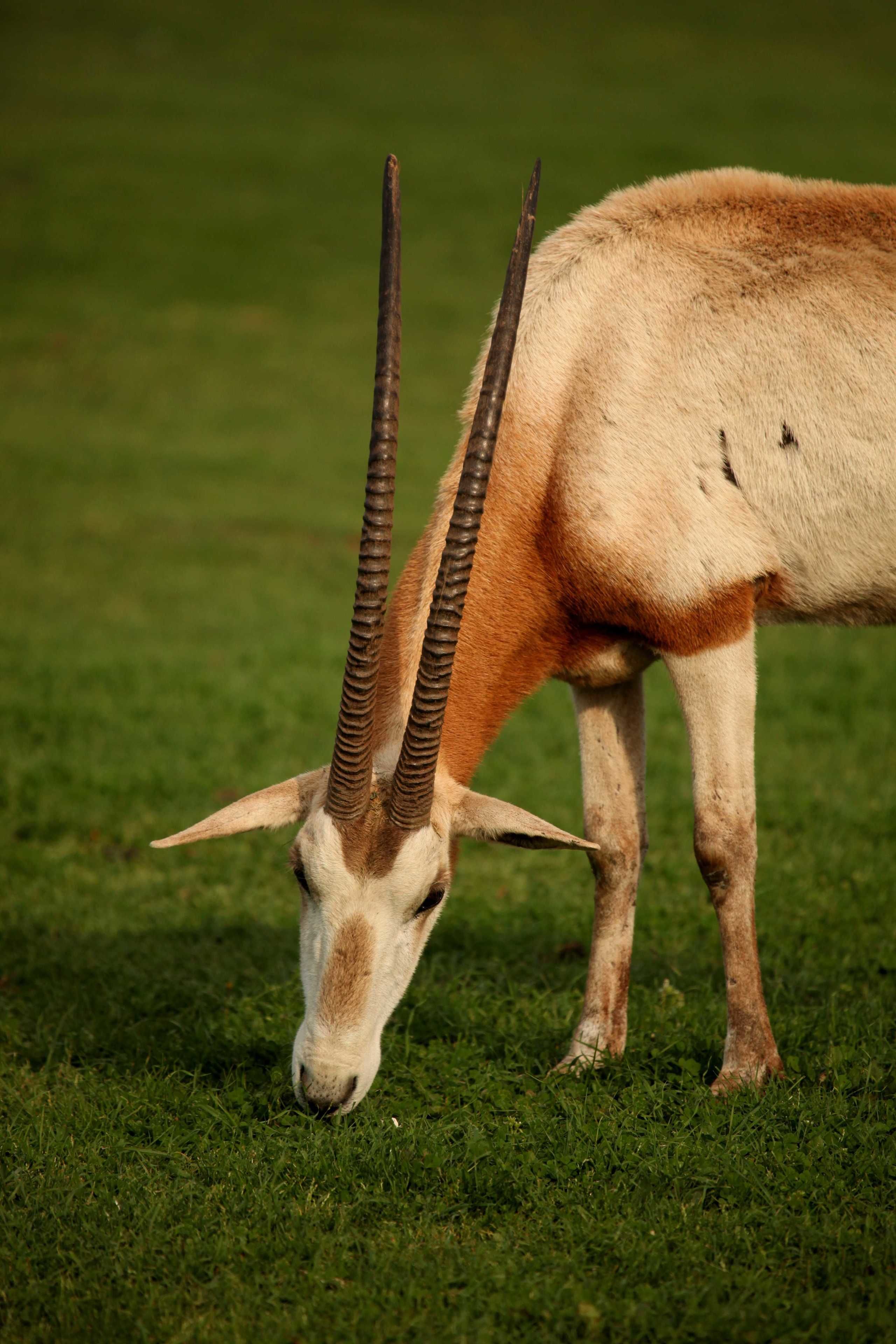 A close-up of an antelope grazing on grass.