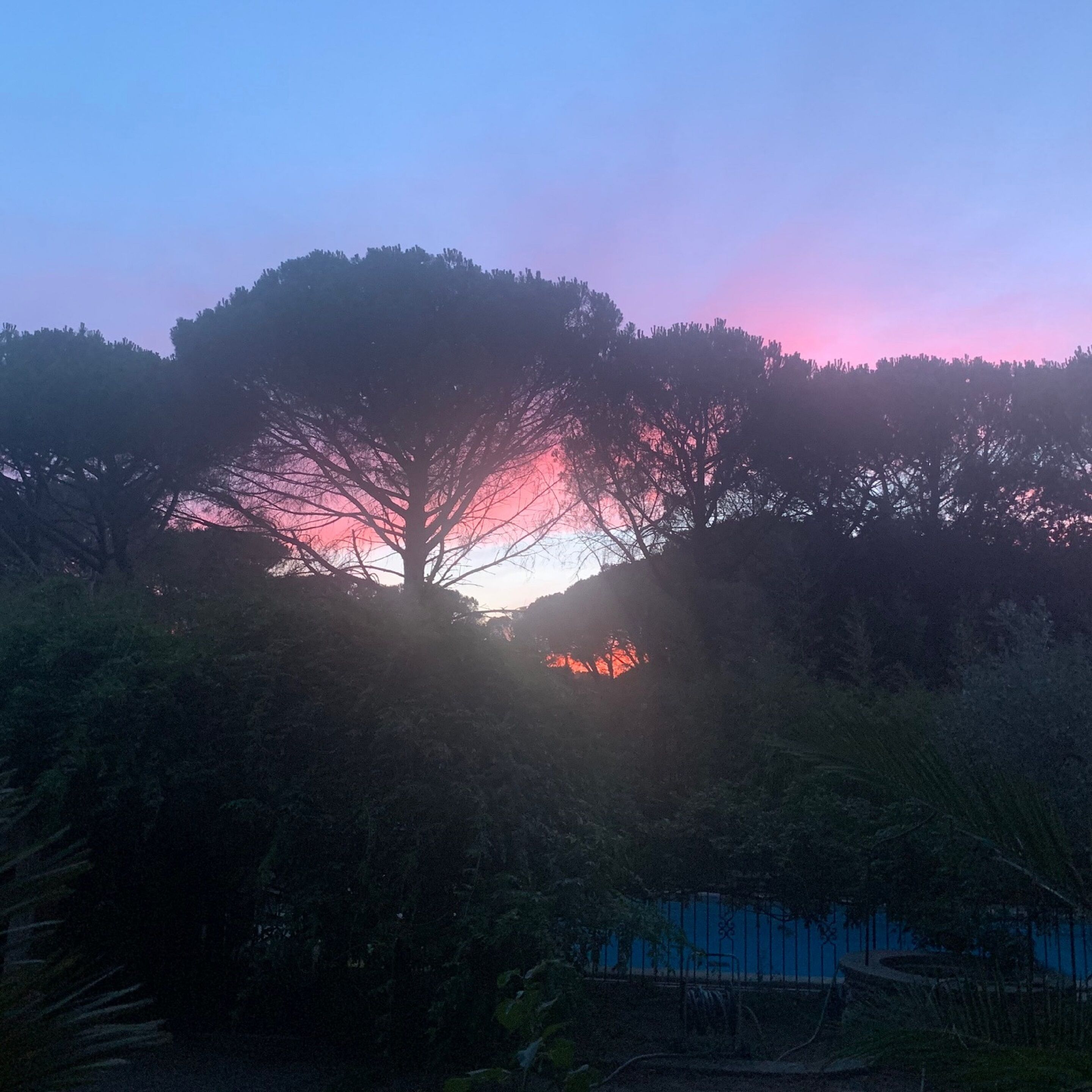 A sunset with trees silhouetted against the sky.