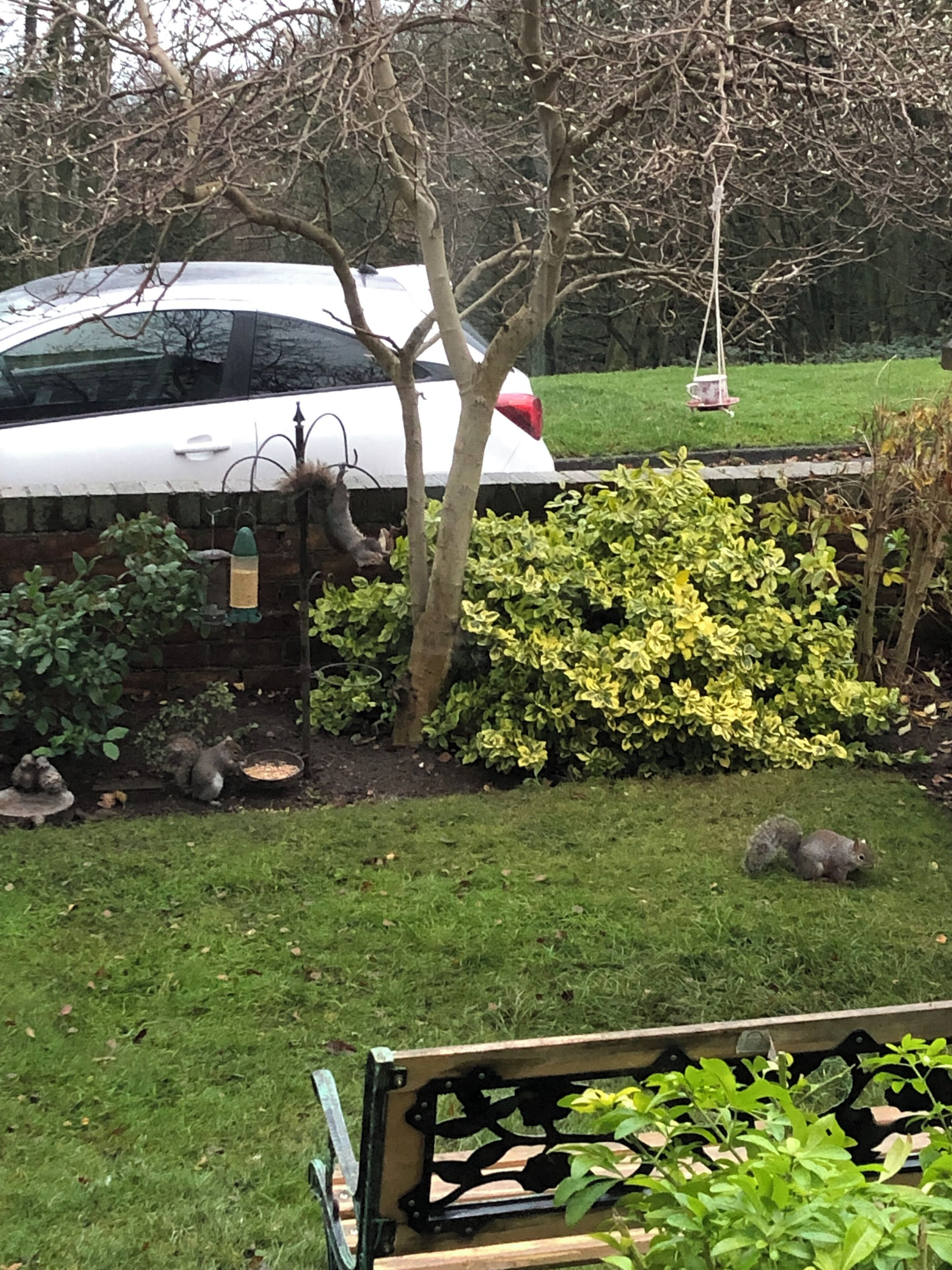A garden with a white car parked behind a hedge, a bench, and a squirrel eating near a bird feeder.