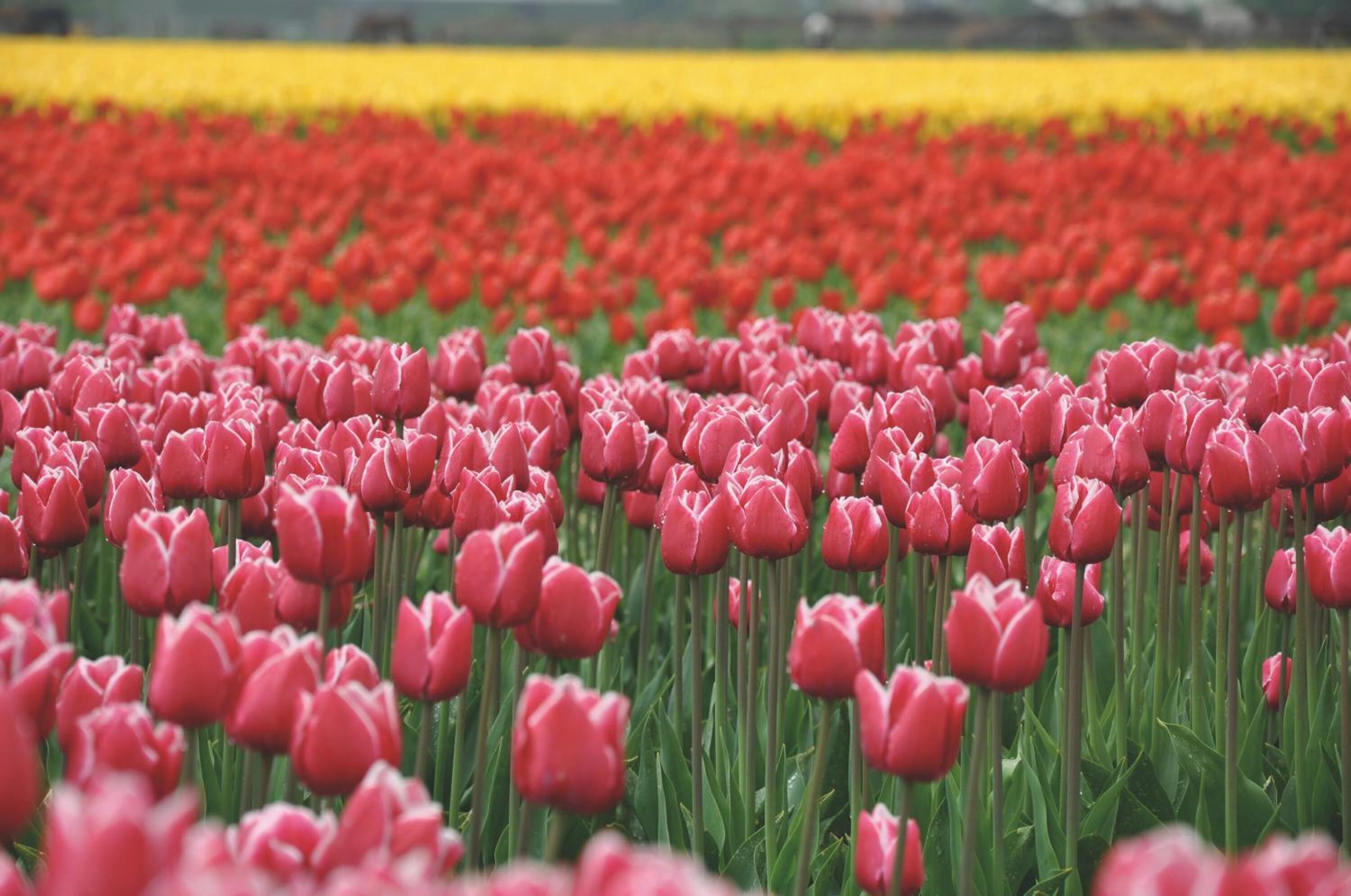 Foto - Hotel De Boei