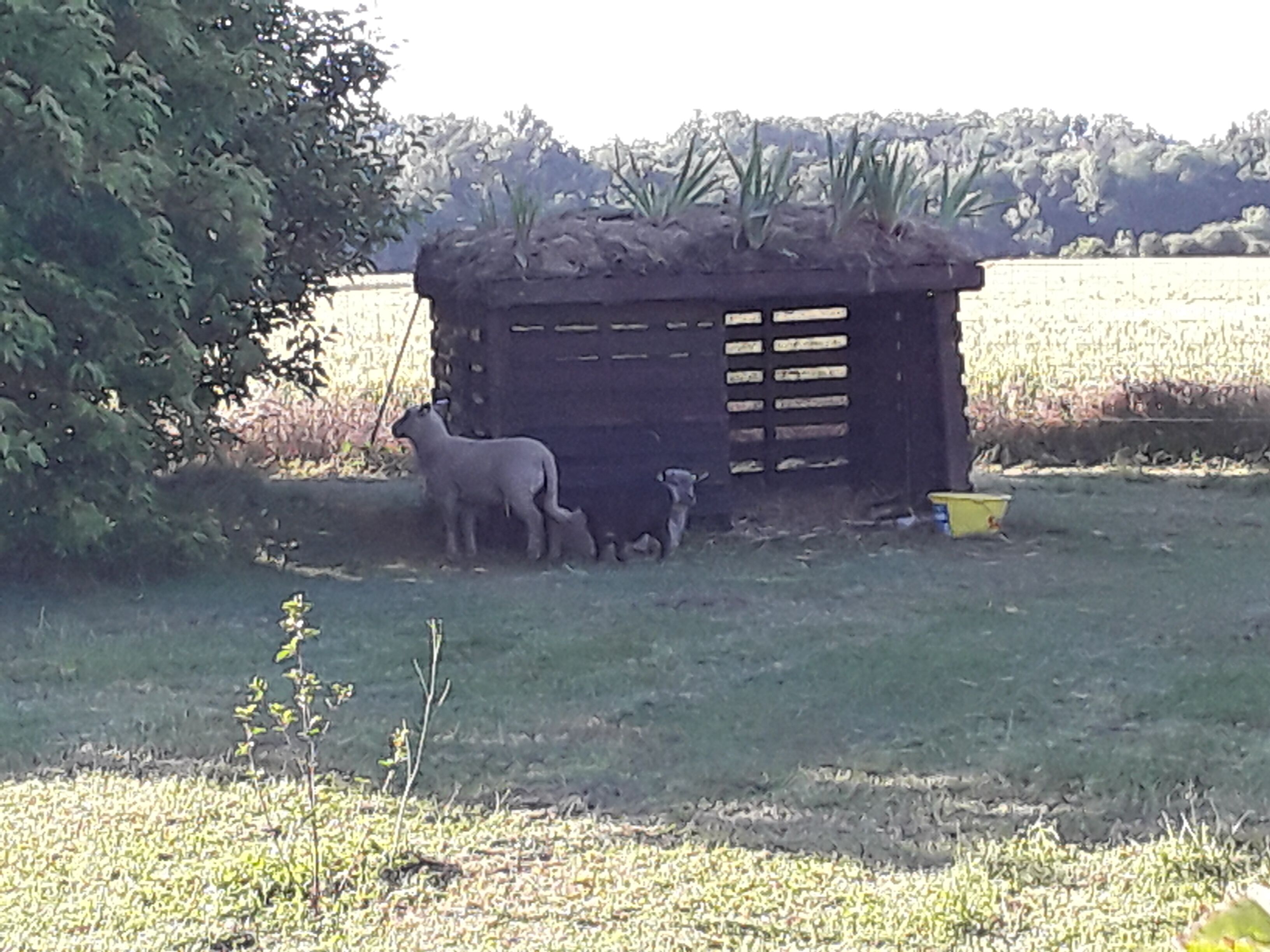 A rustic wooden structure with a slanted roof, surrounded by a grassy field and trees.