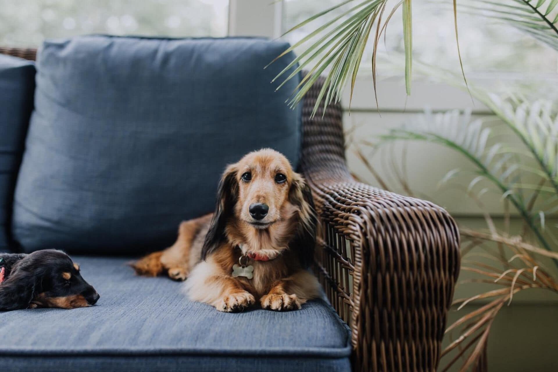 Un perro descansando sobre un sofá azul en una habitación con mobiliario de mimbre y una planta al fondo.