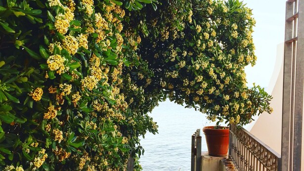 A balcony with a view of the sea, surrounded by yellow flowering plants.