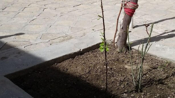 Un patio con un árbol pequeño, un edificio de ladrillo con una puerta blanca y una unidad de aire acondicionado.