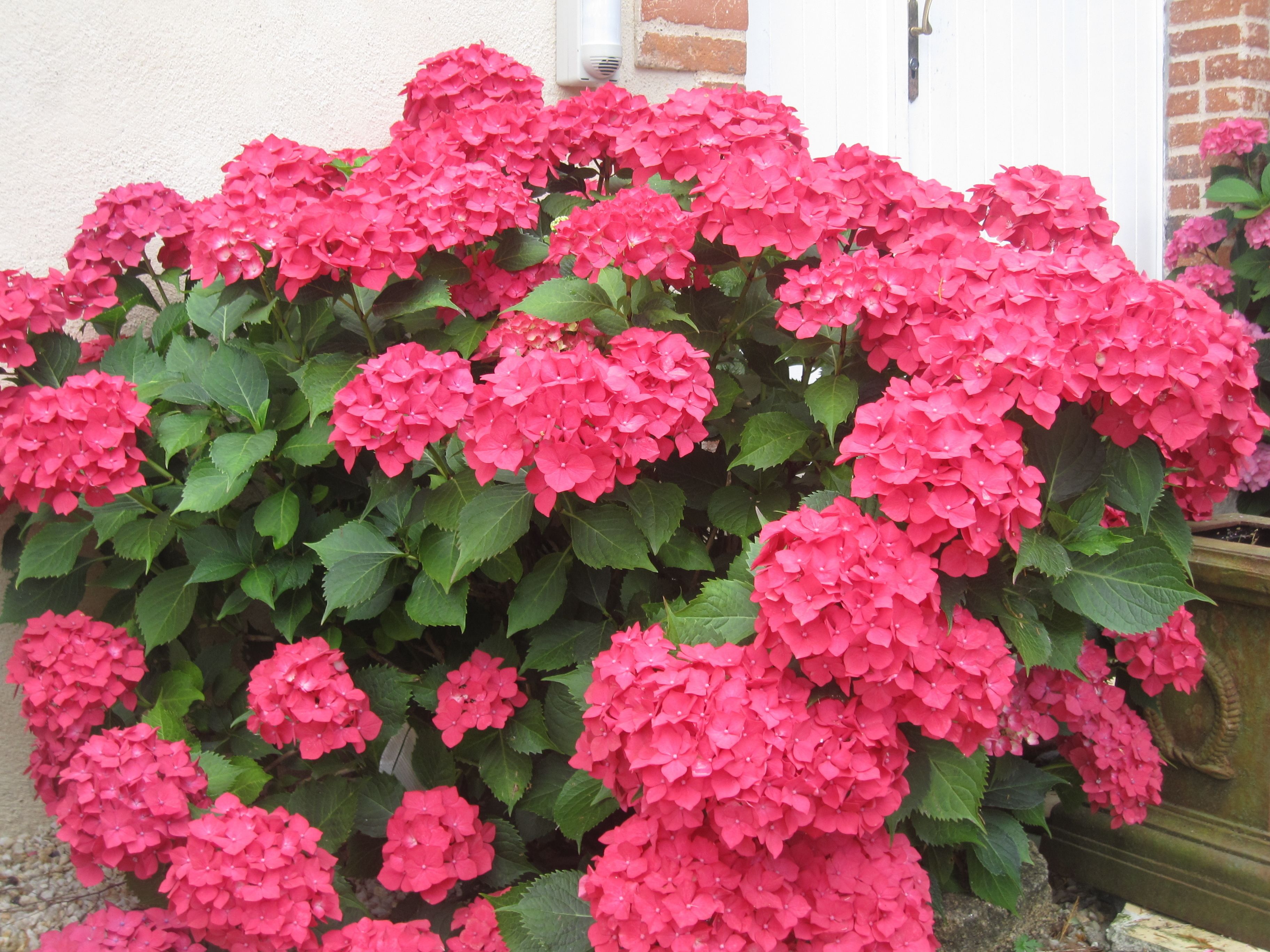 A dense cluster of pink hydrangea flowers in full bloom.