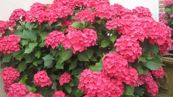 A dense cluster of pink hydrangea flowers in full bloom.