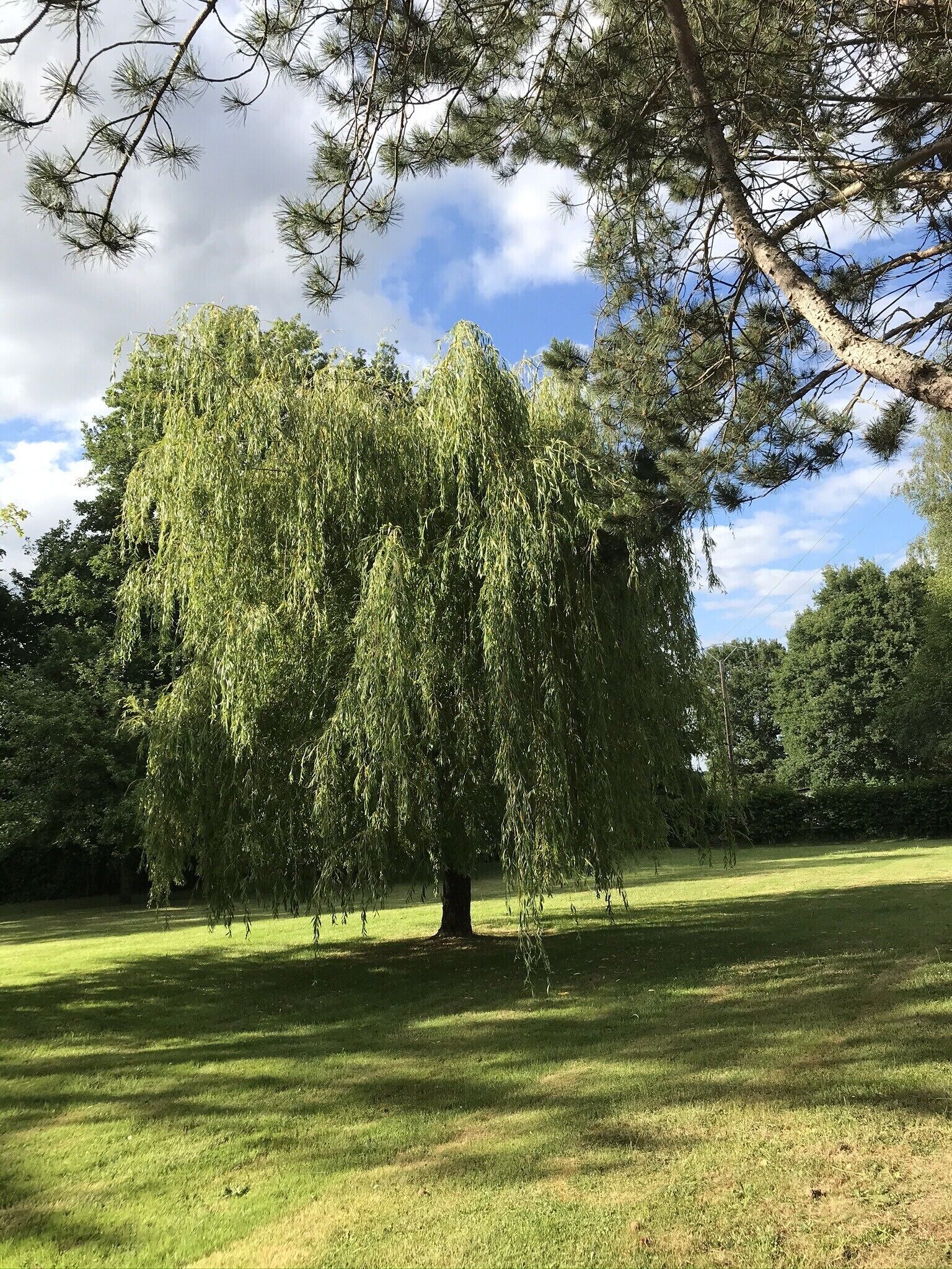 A large weeping willow tree in a park with a grassy field and other trees in the background.