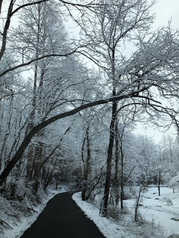 A snow-covered pathway flanked by trees in a forest setting. - Fox's Den. 2 bd 2 ba sleeps 6. Near Gatlinburg and the Arts and Crafts Community (Gatlinburg)
