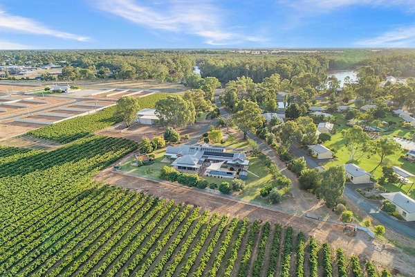Nepeta Cataria Estate