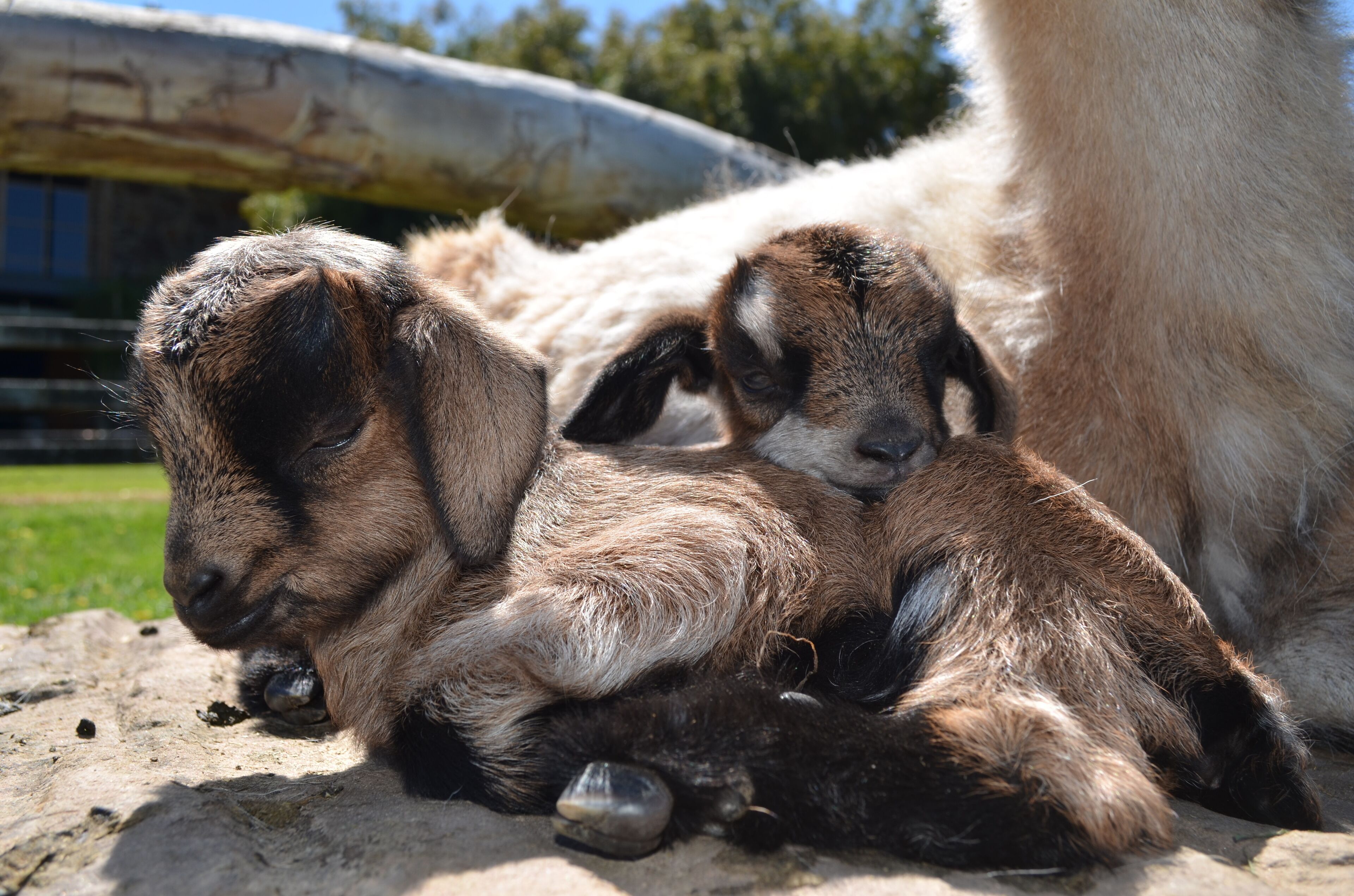 A group of goats resting on a concrete surface.