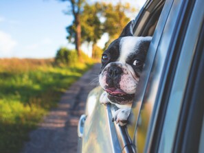 Un cane che sporge la testa fuori dal finestrino dell'auto.