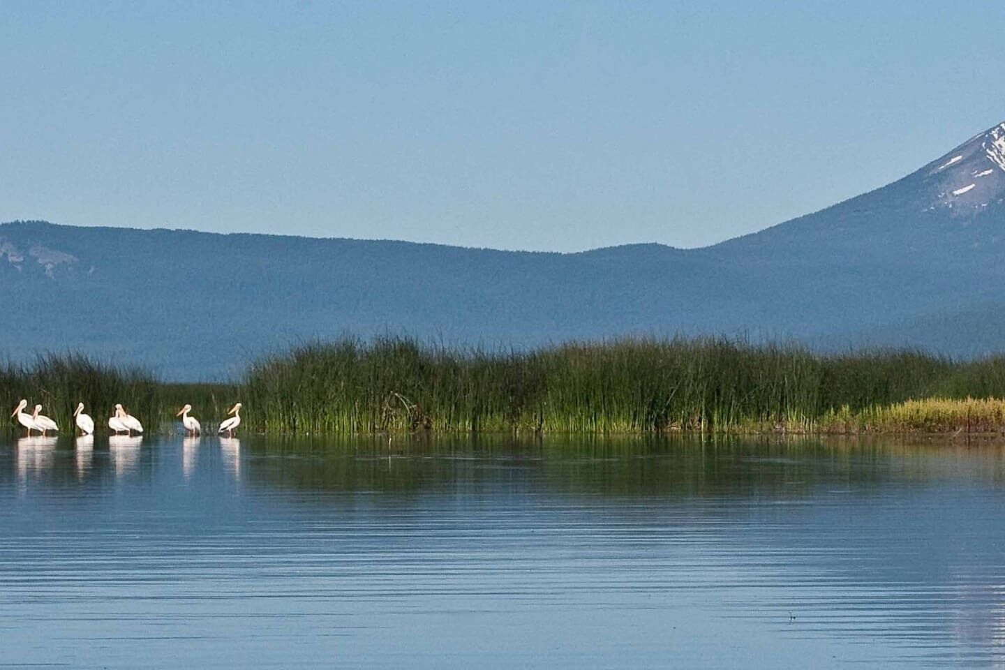 Un lago tranquilo con cuatro pelícanos en el agua, rodeado de pastos altos y una montaña al fondo.