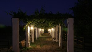 Un sendero bajo una pérgola con luces, rodeado de pilares blancos.