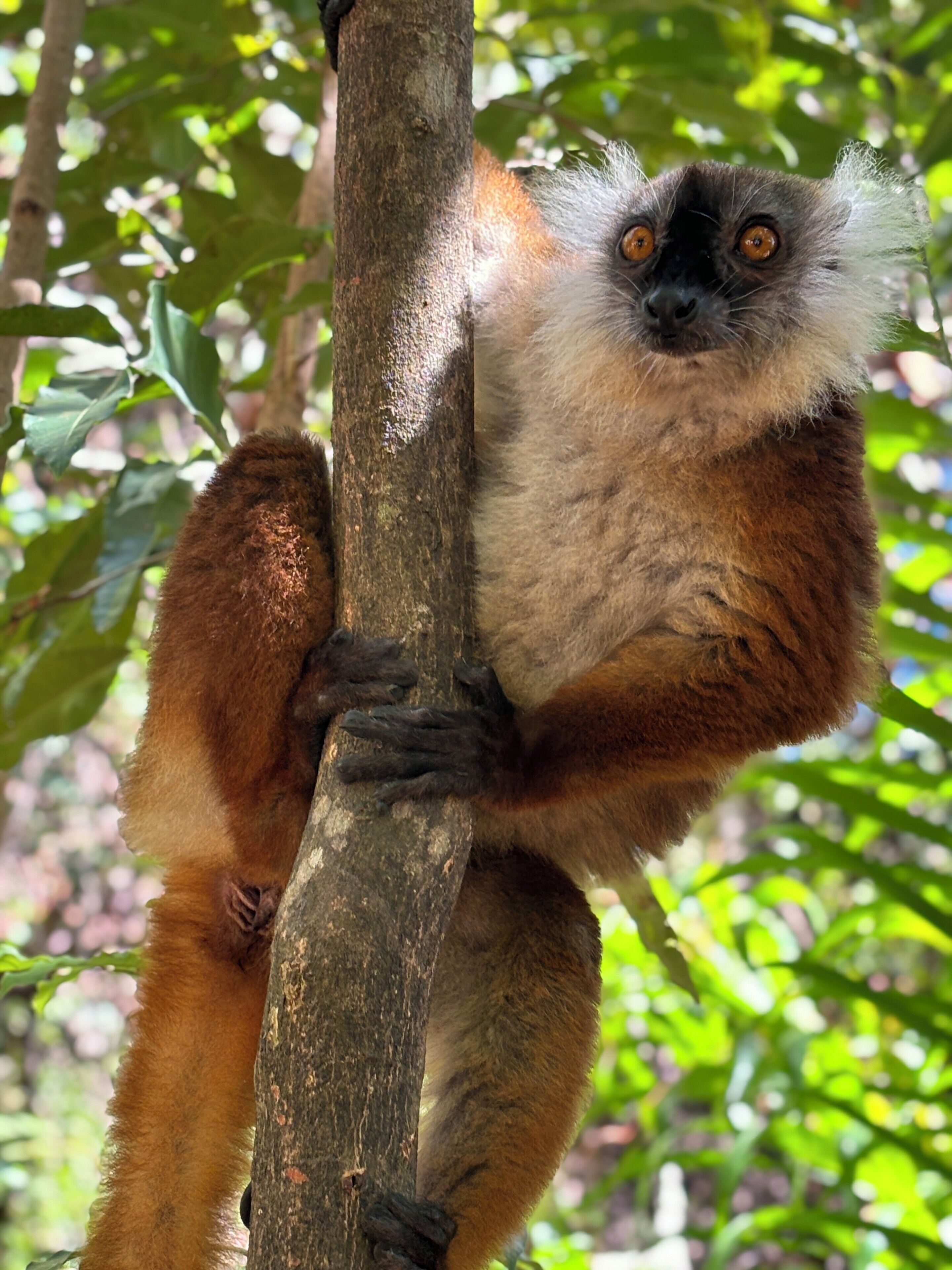 Foto - Tropical Paradise Nosy Be