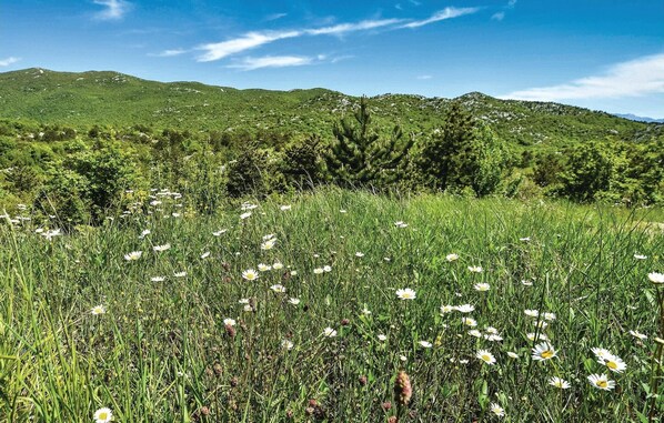 Un champ de fleurs blanches, avec de l’herbe verte et des arbres en arrière-plan.