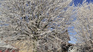A snow-covered tree in front of a stone building with a red roof. - THE 46, located on the edge of the D265, without neighborhood, surrounded by meadows and forests (Saint-Sauveur-la-Sagne)