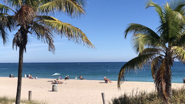 Una playa con palmeras, orilla arenosa y el océano al fondo.