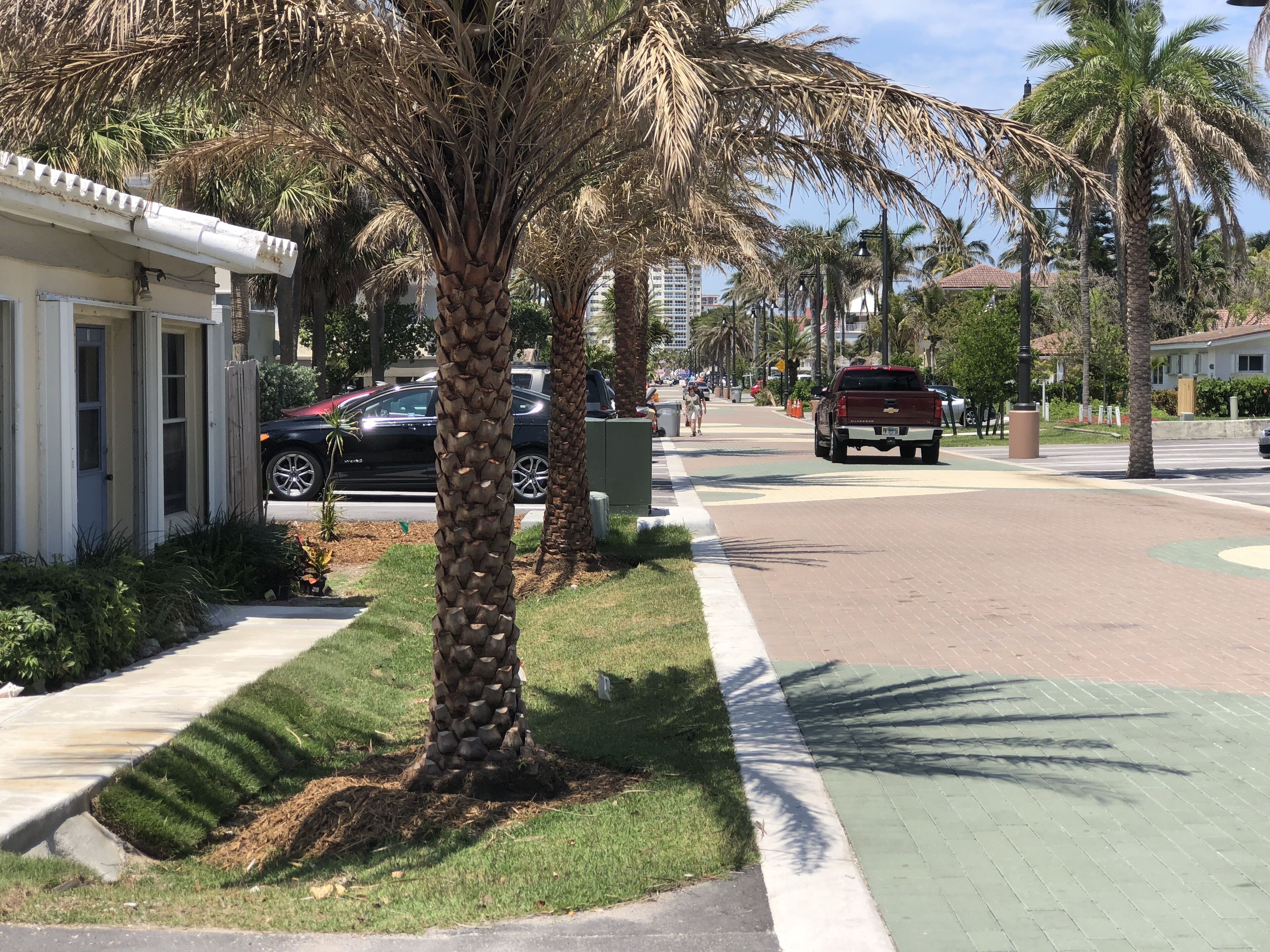 Une rue bordée de palmiers, un trottoir et une chaussée.